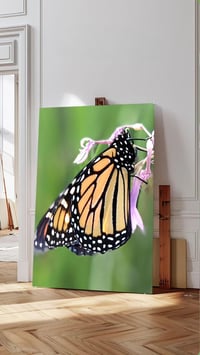 Image 1 of Monarch Butterfly
