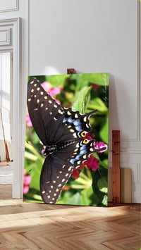 Image 2 of Black Swallowtail Butterfly