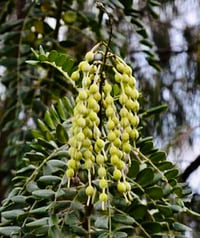 Image 2 of SOPHORA TOMENTOSA 