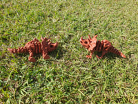 Image 2 of Medium Skeleton Triceratops 