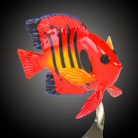 Image 3 of Flame Angelfish - by Robert Mickelsen