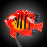 Image 4 of Flame Angelfish - by Robert Mickelsen