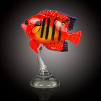 Image 5 of Flame Angelfish - by Robert Mickelsen