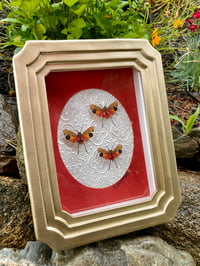 red lantern fly box