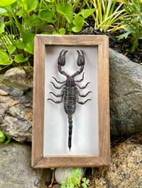 wooden scorpion box