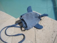 Image 2 of 3. whale shark