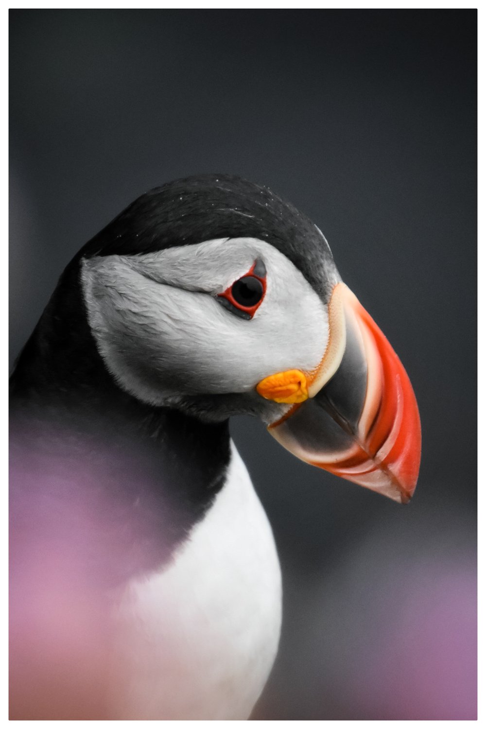 Image of North Coast Puffin