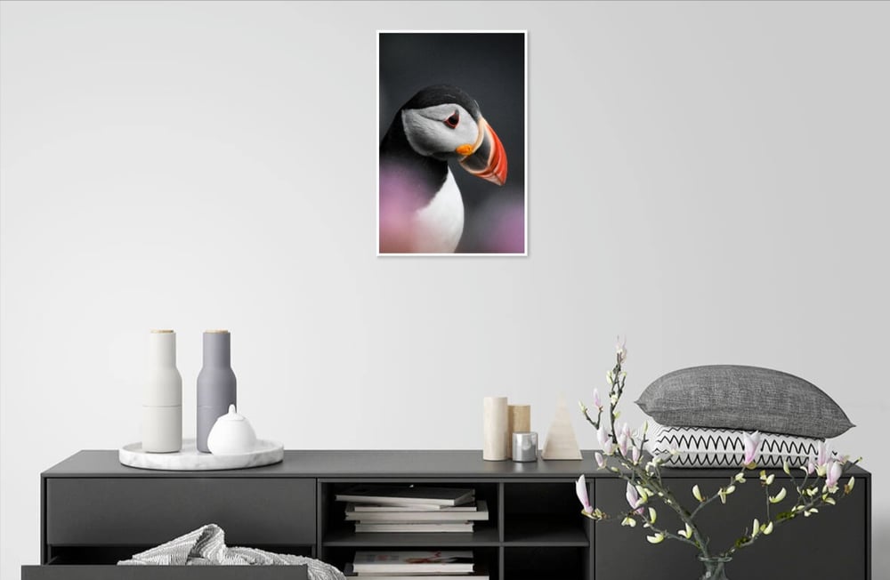 Image of North Coast Puffin