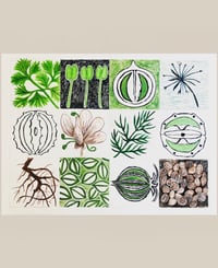 Image 7 of CORIANDER AND COSMOS SEED LIBRARY ARTWORK