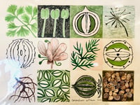 Image 1 of CORIANDER AND COSMOS SEED LIBRARY ARTWORK