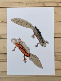 Image 1 of Great Crested Newts Print