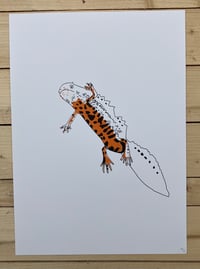 Image 4 of Great Crested Newts Print