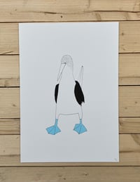 Image 1 of Blue-Footed Booby Print