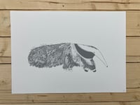 Image 1 of Anteater Print 