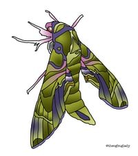 Oleander Hawk Moth 2