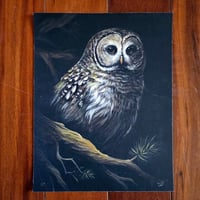 Image 1 of Barred Owl In The Trees (Print)