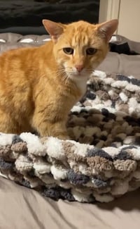 Cat Bed
