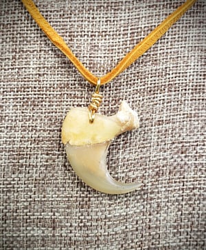 Image of Cougar or Mountain Lion Claw Necklace