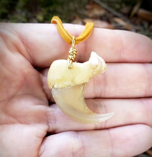 Image of Cougar or Mountain Lion Claw Necklace