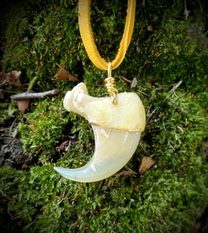 Image of Cougar or Mountain Lion Claw Necklace