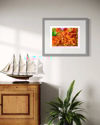 Image 2 of MARC'S RED MAPLE (18X24)