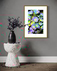 Image 3 of HYBRID HYDRANGEA (24X18)