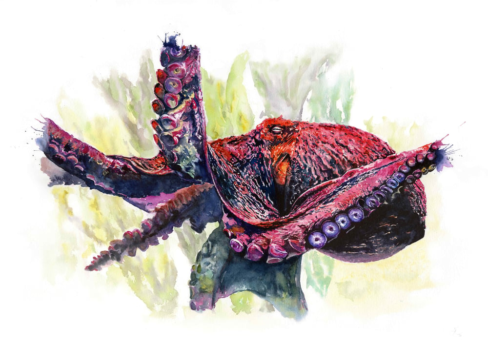 Image of GICLÉE PRINTS - The Octopus Collection