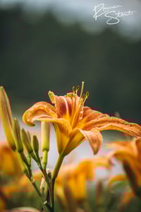 Image 2 of Daylily