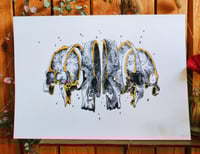 Image 1 of - Skull Slice -