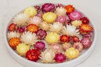 Image 1 of 70 Strawflower Heads - Mixed Colours