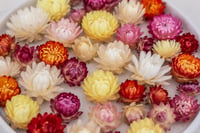 Image 2 of 70 Strawflower Heads - Mixed Colours