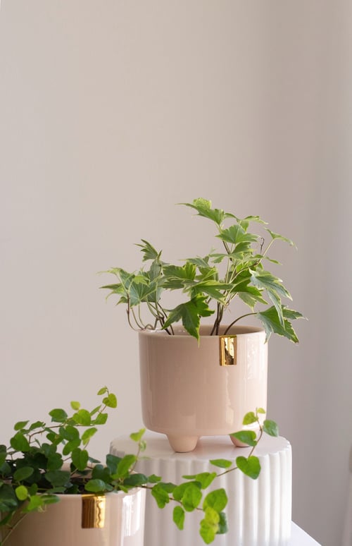 Image of EVA Plant Pot