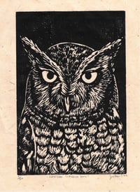 Image 1 of Eastern Screech Owl