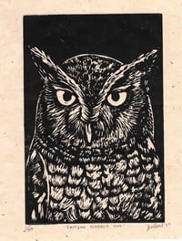 Image 2 of Eastern Screech Owl