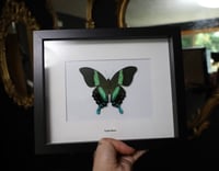 Image 1 of Peacock Swallowtail (8x10)
