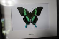 Image 2 of Peacock Swallowtail (8x10)