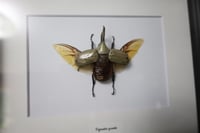 Image 2 of Western Hercules Beetle