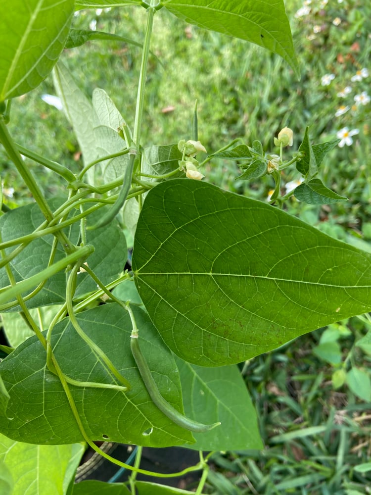 Image of Seed Starts