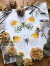 Orange tip butterfly painting