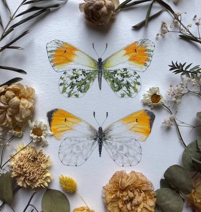 Orange tip butterfly painting