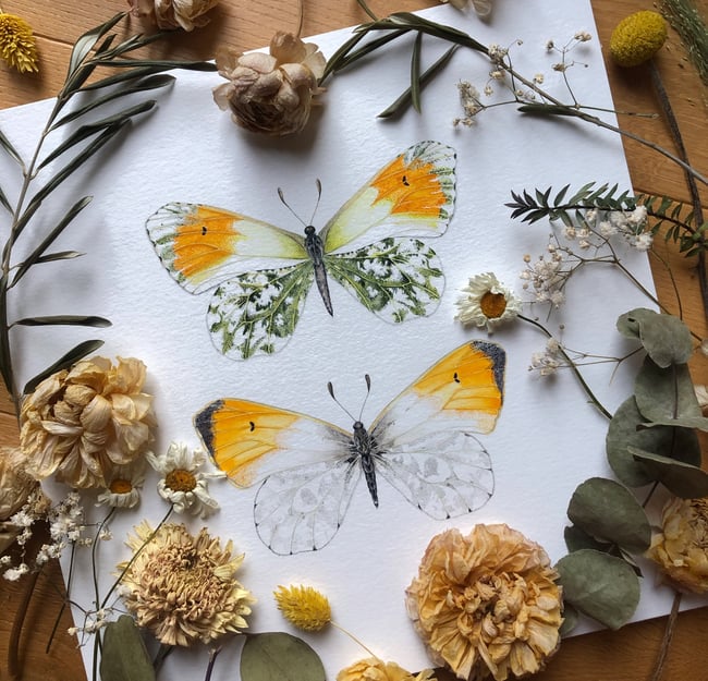 Orange tip butterfly painting