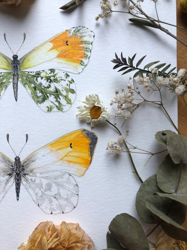 Orange tip butterfly painting