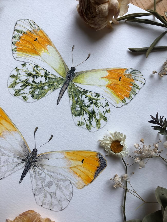 Orange tip butterfly painting