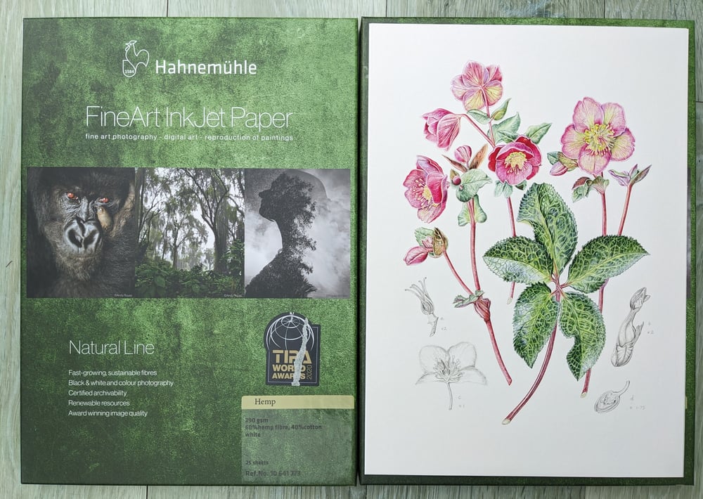 Image of Hellebore A4 Special Edition Signed Numbered Hemp Print