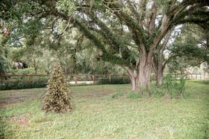 Image of Sheep & Sleigh Bells at Whispering Oaks Farm