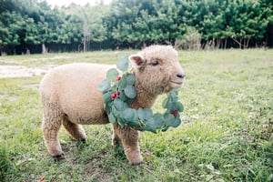 Image of Sheep & Sleigh Bells at Whispering Oaks Farm