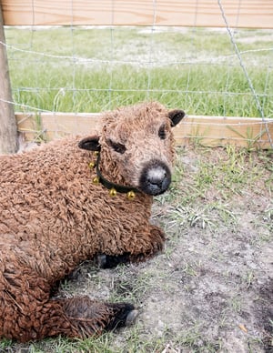 Image of Sheep & Sleigh Bells at Whispering Oaks Farm