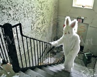 Detour Rabbit Walking on Stairs 10x8 Inch Weird Photography Print