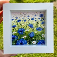 Image 4 of ‘Cornflower Meadow’