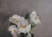 Image of Camélias dans un vase en verre